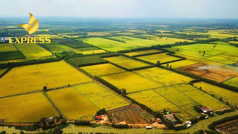 Cập nhật tất cả thông tin về đất ruộng ở Phong Điền Cần Thơ