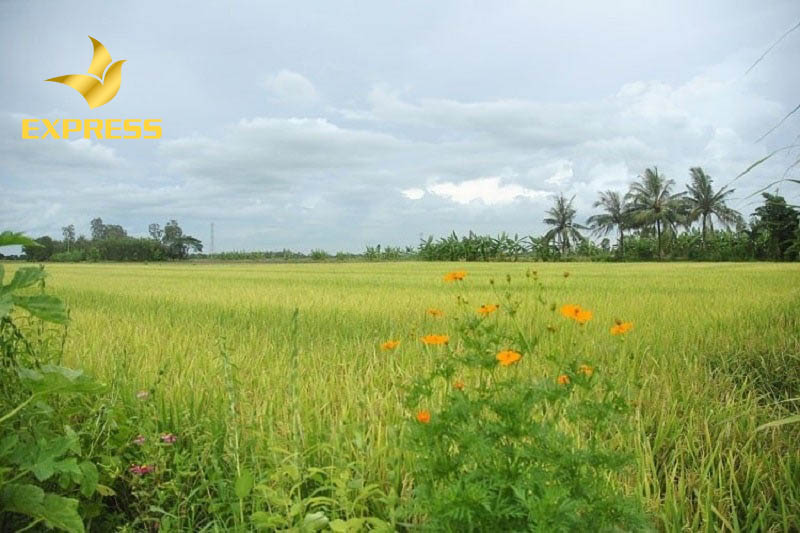 Chia sẻ kinh nghiệm mua bán đất ruộng quận 2 dễ dàng