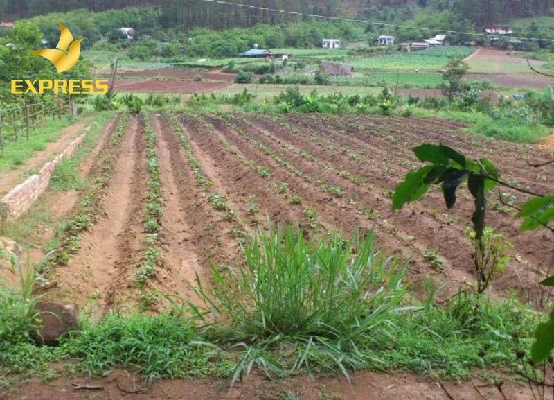 Bảng giá đất ruộng tại Nha Trang năm 2021