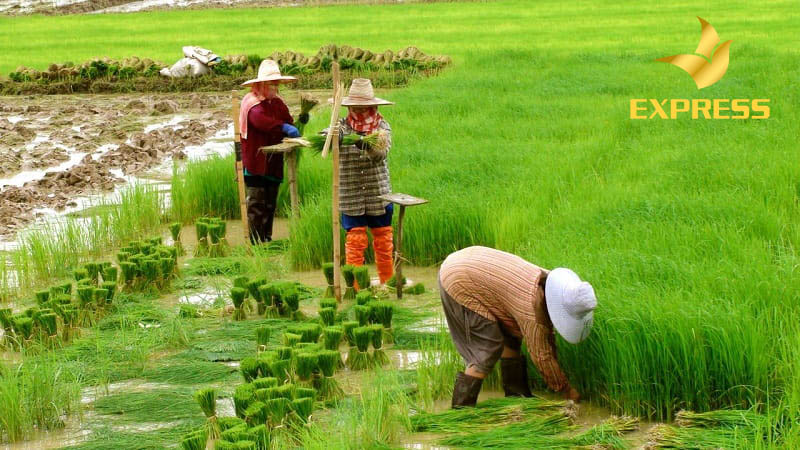 Các khu đất ruộng hiện nay có rất nhiều ưu thế nổi bật