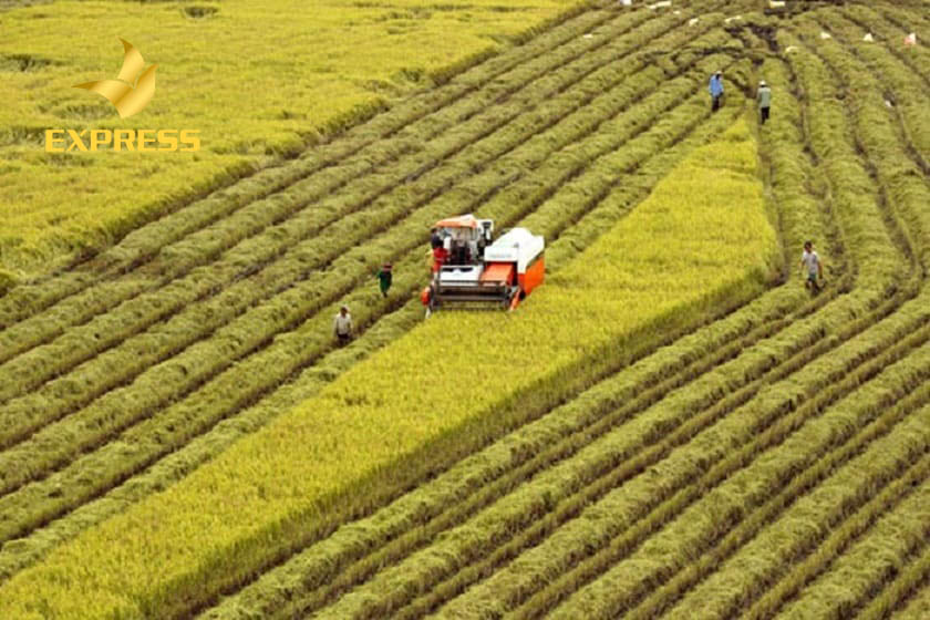 Có nhiều trường hợp đất sẽ bị thu hồi để phục vụ cho nhà nước