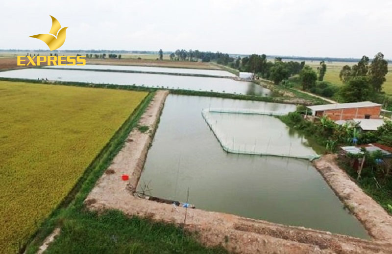 Đất ruộng phần trăm được sử dụng để phát triển kinh tế gia đình như trồng rau màu, hoa, chăn nuôi