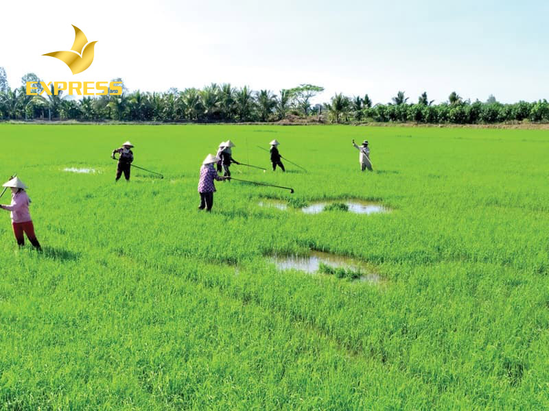 Đất ruộng phần trăm là gì? Sở hữu đất phần trăm có được cấp sổ đỏ hay không?