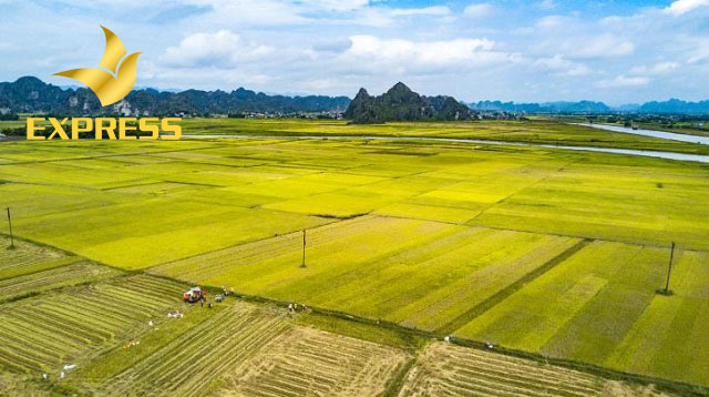 Góc tìm hiểu: Đất ruộng phần trăm là gì và 1 số vấn đề liên quan