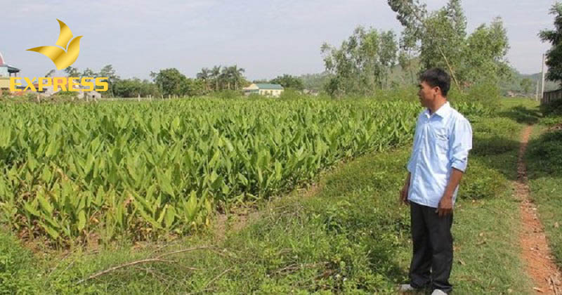 Khó khăn trong việc định giá trị đất ruộng