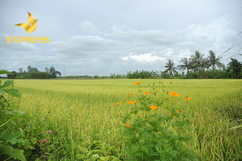 Đất ruộng làm sổ đỏ có được không? Quy trình và thủ tục như thế nào?