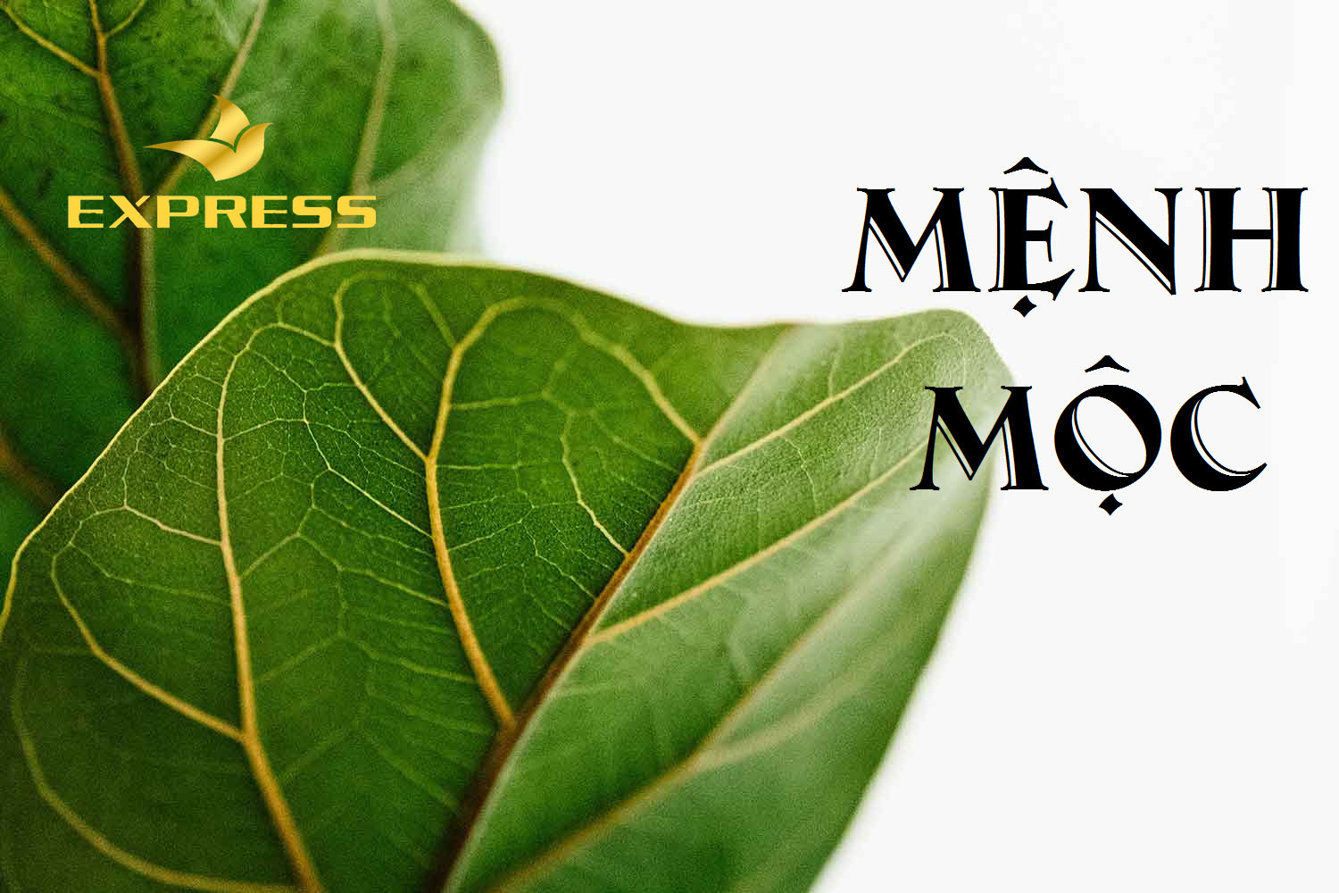 Tổng quan về người mệnh Mộc 