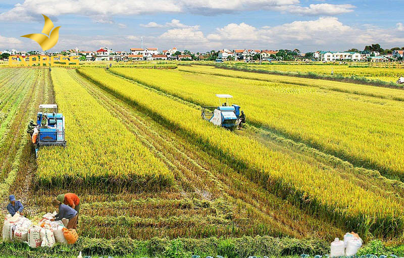 Quy định chuyển đổi ruộng đất năm bao nhiêu là chính xác nhất?