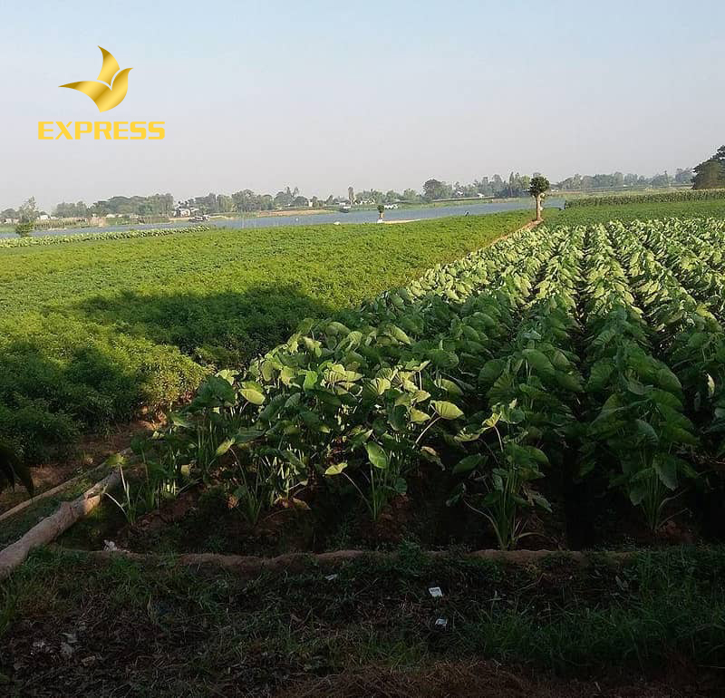 Giá bán đất ruộng Phú Tân An Giang - Lưu ý khi mua đất ruộng
