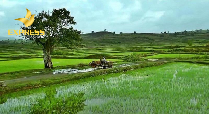 Đất ruộng Phú Yên có nên đầu tư vào hay không?