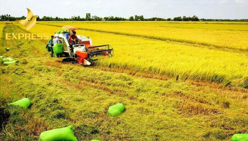 Thủ tục xin chuyển đổi mục đích sử dụng từ đất trồng lúa sang đất trồng cây