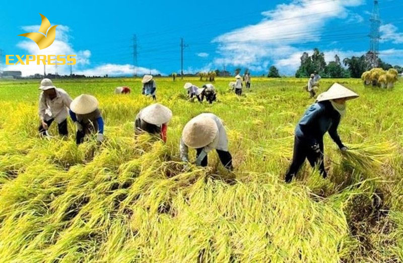 Ảnh 3: Khi có nhu cầu chuyển đổi hình thức sử dụng đất thì cần phải đóng thuế theo quy định. (Nguồn: Internet)
