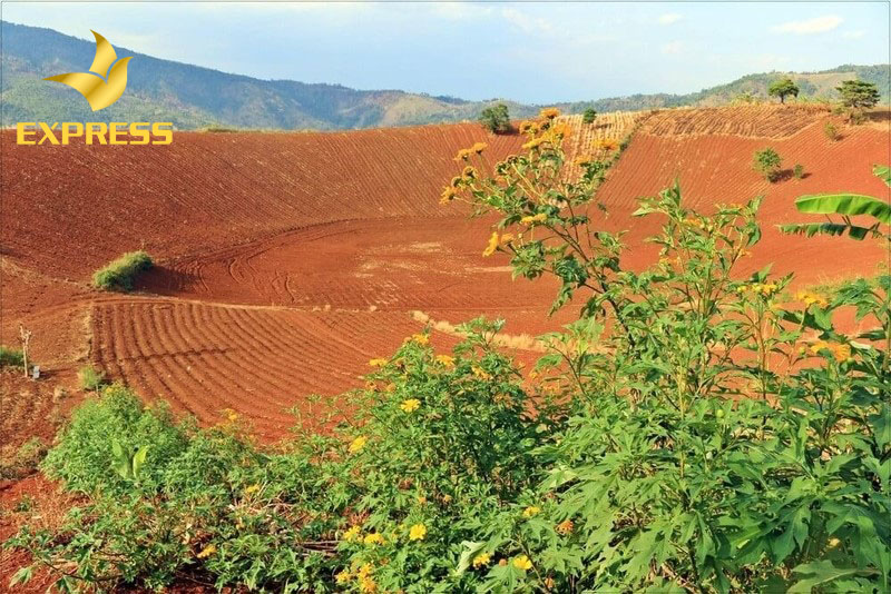Ảnh 4: Tìm hiểu quy trình chuyển đổi đất ruộng sang đất thổ cư sẽ giúp bạn tiết kiệm nhiều thời gian thực hiện. (Nguồn: Internet)