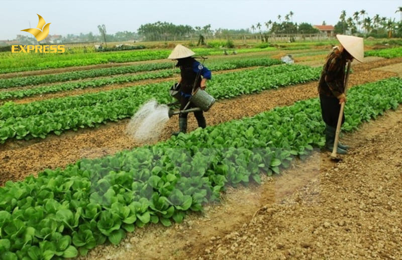 Người sử dụng đất được phép chuyển đổi đất 5 sang đất thổ cư không?