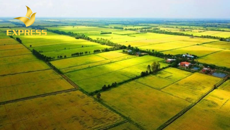 Đất ruộng sổ gì? Có chuyển mục đích sử dụng được không?
