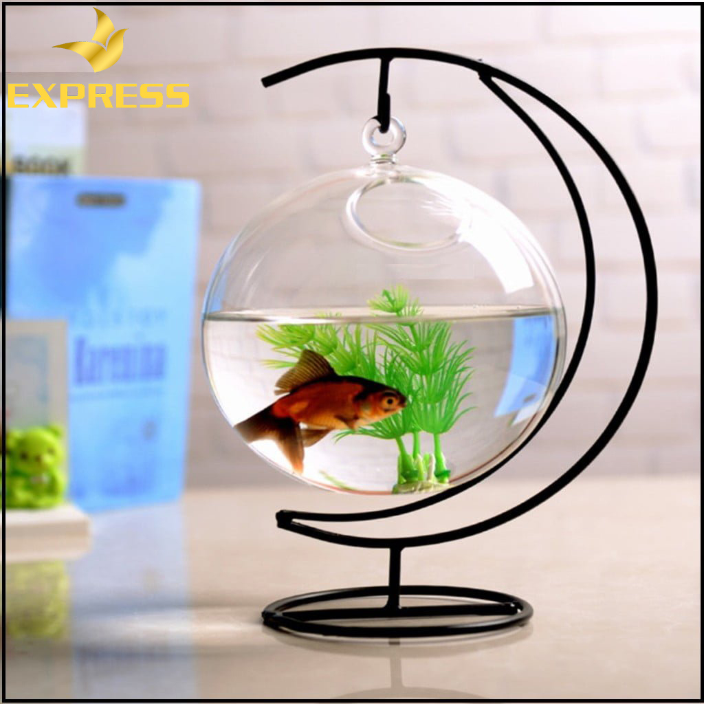 Số lượng cá cảnh nên nuôi trong bể cá