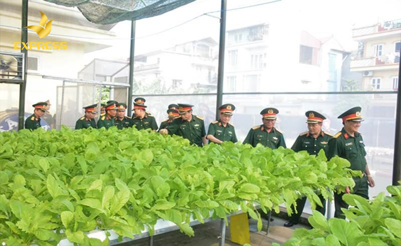 Các mô hình làm nhà kính trồng rau
