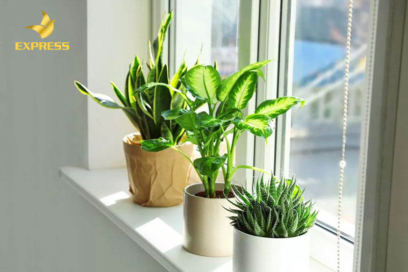 Có nên trồng cây trong nhà không?