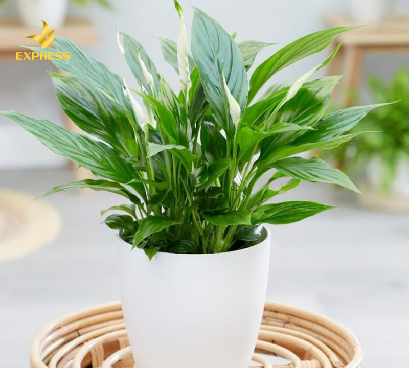 Các loại cây cảnh trong nhà phổ biến mà bạn nên lựa chọn