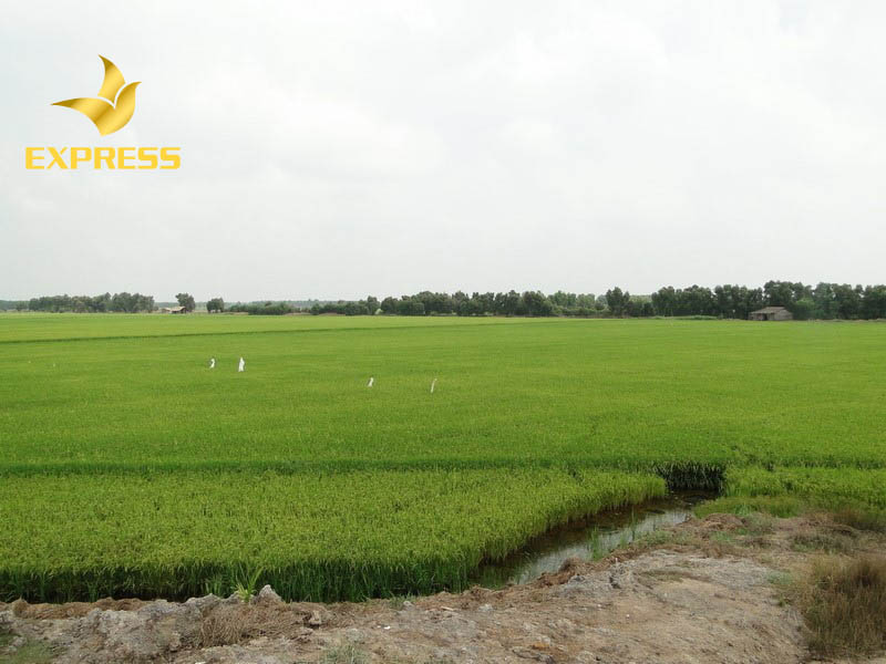 Khi mua bán đất ruộng Mộc Hóa cần lưu ý những gì?