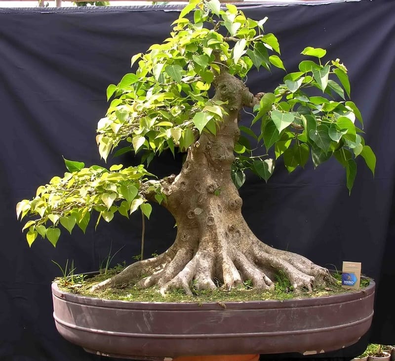 Cây bồ đề cảnh