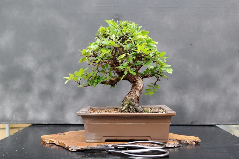 Cây nguyệt quế cảnh