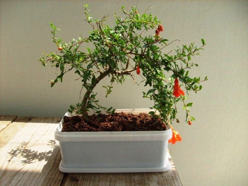 Cây thạch lựu