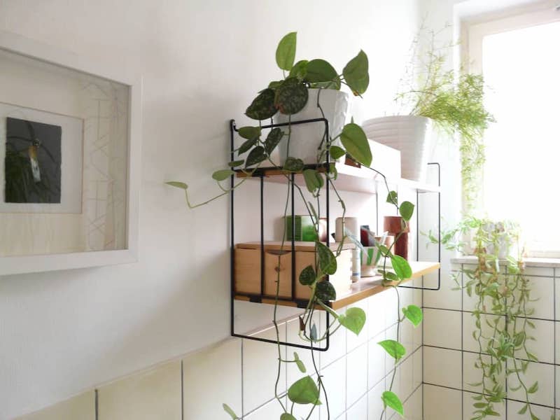 Cây trầu bà với thân dây leo dễ thích nghi