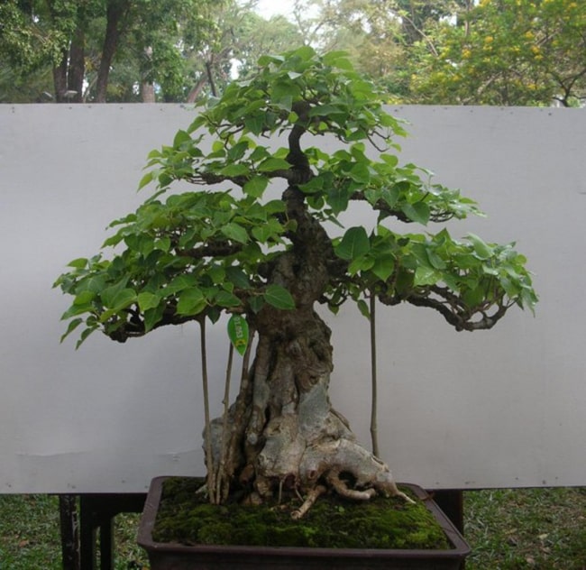 Có nên trồng cây bồ đề trước nhà hay không