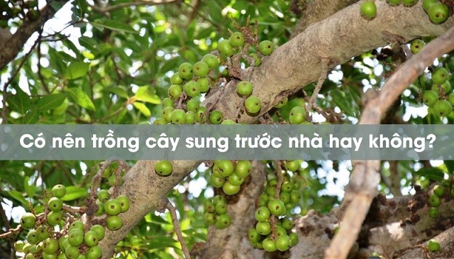 Góc tìm hiểu : Có nên trồng cây sung trước nhà hay không?