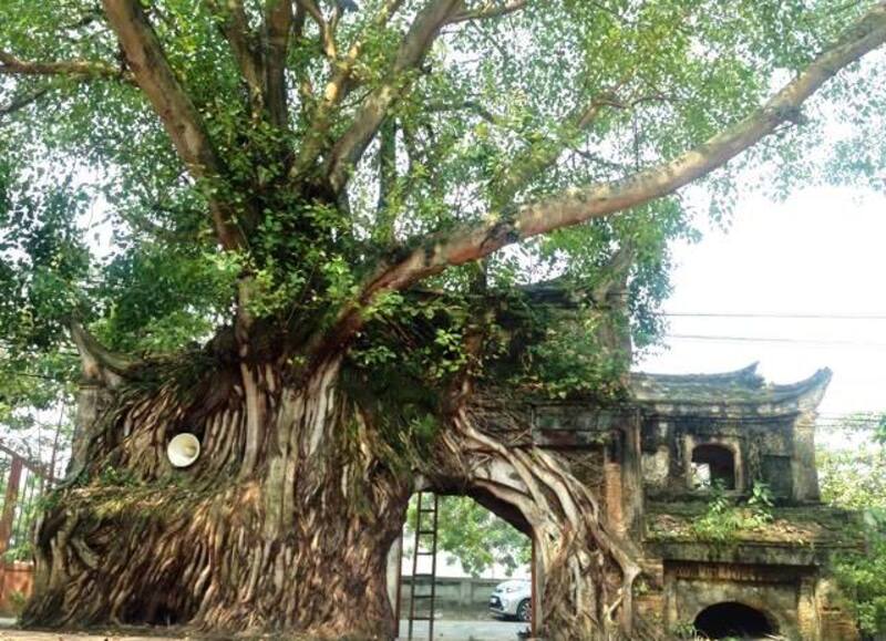 Có nên trồng cây bồ đề trước nhà không và những lưu ý về trồng cây bồ đề.