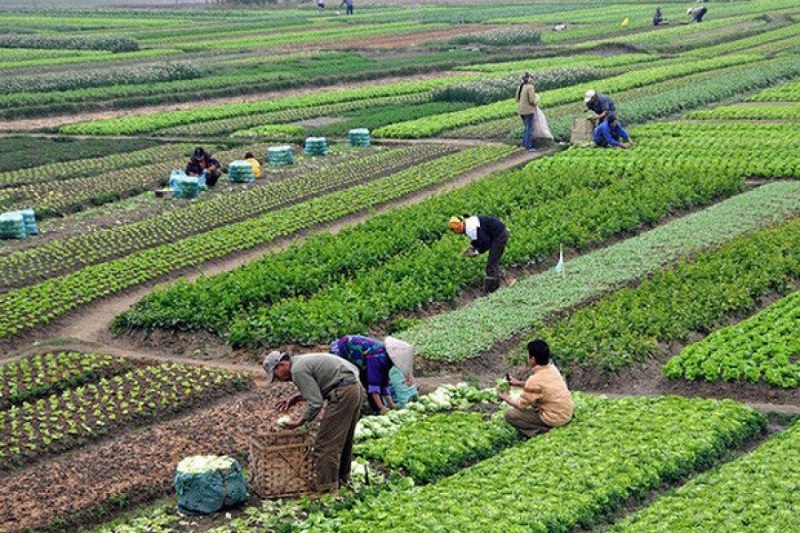Đất nông nghiệp là gì?
