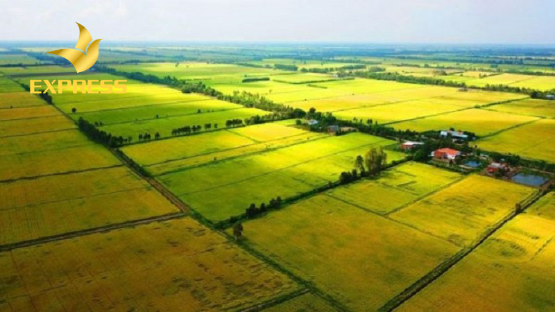 Cập nhật tất tần tật các thông tin về đất ruộng Đồng Tháp mới nhất