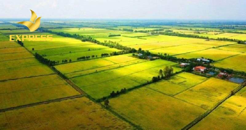 Đất ruộng được hiểu như đất nông nghiệp dùng để trồng cây hàng năm, canh tác, chăn nuôi
