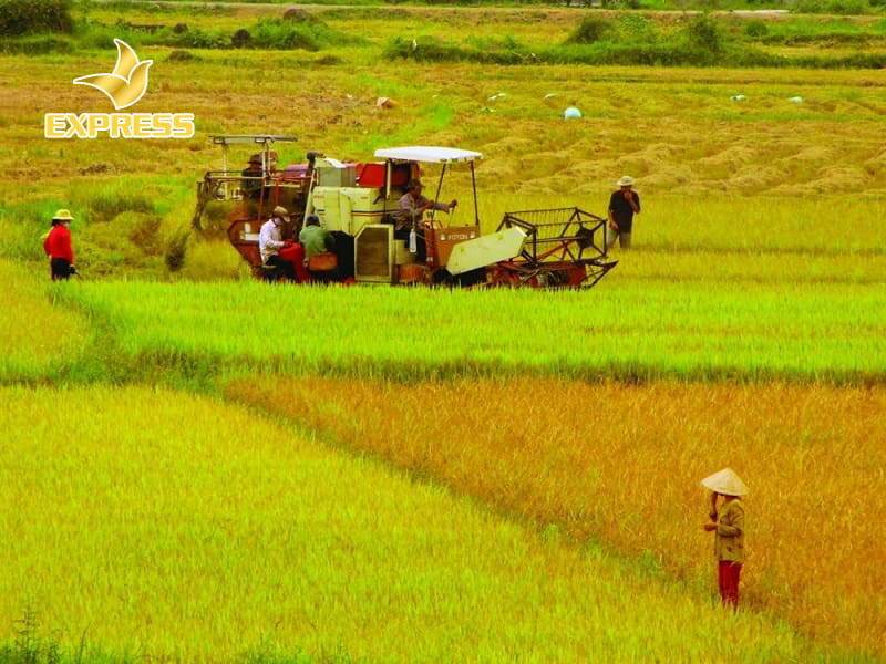 Đất ruộng và đất vườn là gì? Đất vườn có phải là đất nông nghiệp? 