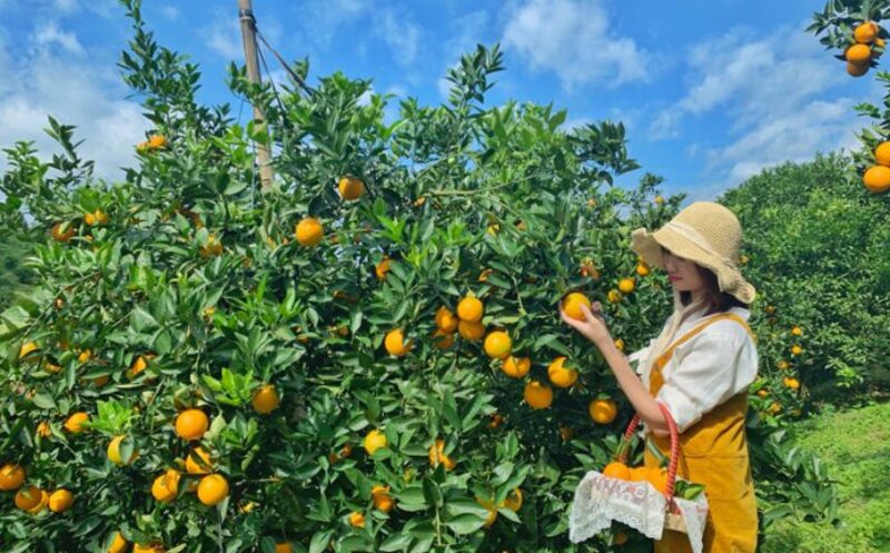 Đất trồng cây lâu năm có chuyển nhượng được không và thủ tục thực hiện thế nào