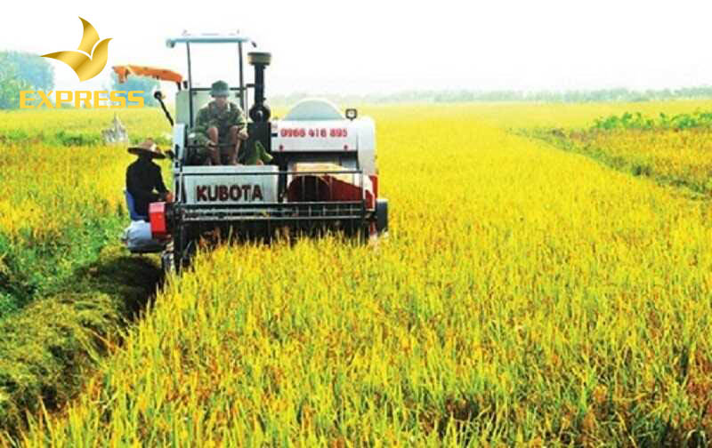 Cách chọn lựa mua khu đất ruộng Phú An Bến Cát hiện nay