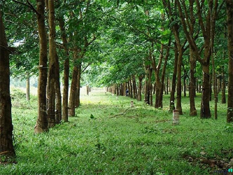 Giải đáp đất CLN là gì? Liệu có được cấp sổ đỏ hay xây dựng không?