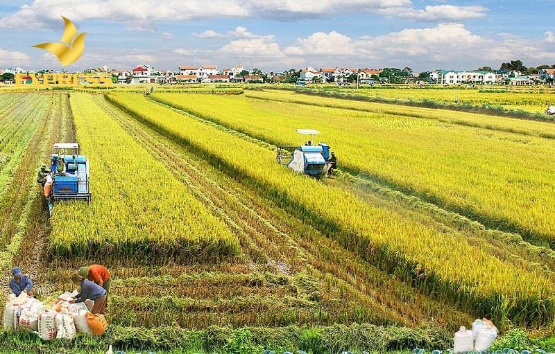 Phương thức thực hiện chuyển đổi đất ruộng thành đất thổ cư