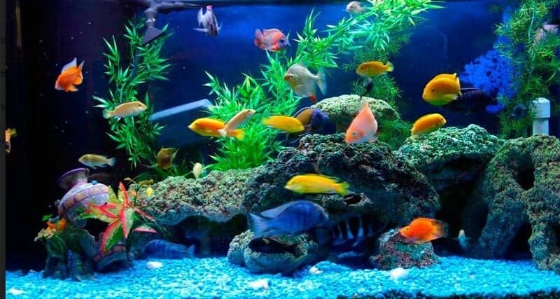Số lượng cá trong bể có ảnh hưởng lớn đến phong thủy nên cần được quan tâm
