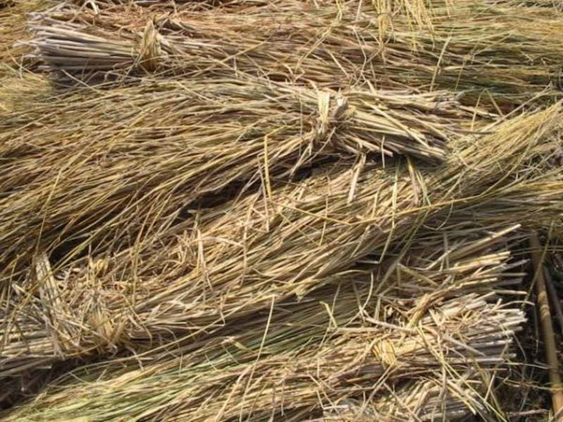 Sử dụng rơm đã qua xử lý để lợp mái nhà