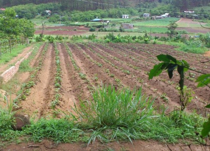 Những thủ tục mua bán đất nông nghiệp cần lưu ý năm 2021
