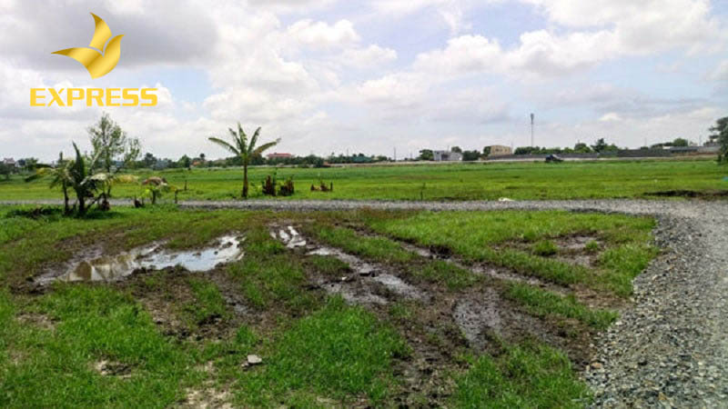 Có nên mua đất ruộng Gò Công Đông hay không?