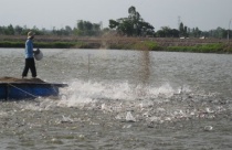 Tìm giải pháp phát triển ĐBSCL bền vững