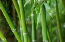 Một chút phong thủy cho cuộc sống nhẹ nhàng 