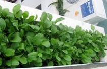 Biến hóa độc đáo với vườn rau trong nhà 
