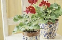 Tưng bừng sắc xuân trong vườn 