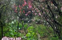 &quot;Thủ thuật&quot; chọn và trang trí đào, quất theo phong thủy 