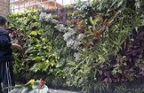 Vườn thẳng đứng - giải pháp trang trí nhà hiện đại 