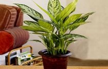Điều chỉnh không khí văn phòng nhờ chậu cây 
